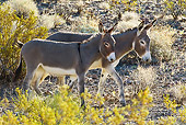 MAM 14 KH0322 01
Wild Burro Mother And Colt Walking In Mojave Desert, Arizona