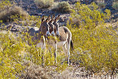 MAM 14 KH0323 01
Three Wild Burros Standing In Mojave Desert, Arizona