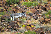 MAM 14 KH0324 01
Wild Burro Walking Along Rocks In Mojave Desert, Arizona