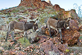 MAM 14 KH0325 01
Two Wild Burro Foals Walking Down Rocky Slope In Mojave Desert, Arizona