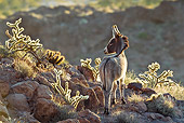 MAM 14 KH0326 01
Wild Burro Colt Standing On Rocky Slope Near Cacti In Mojave Desert, Arizona