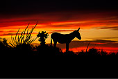 MAM 14 KH0327 01
Silhouette Of Wild Burro Standing Near Cacti At Sunset In Mojave Desert, Arizona