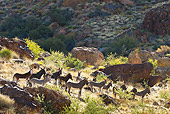 MAM 14 KH0328 01
Group Of Wild Burros Standing On Hill In Mojave Desert, Arizona