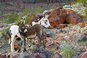 MAM 14 KH0329 01
Wild Burro And Colt Standing On Rocky Slope In Mojave Desert, Arizona
