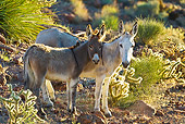 MAM 14 KH0330 01
Wild Burro And Colt Standing By Cacti In Mojave Desert, Arizona