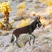 MAM 14 KH0331 01
Young Wild Jackass Walking Near Cholla Cactus In Mojave Desert, Arizona