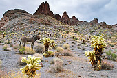 MAM 14 KH0332 01
Wild Burro Standing Near Cholla Cactus In Mojave Desert, Arizona