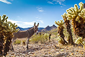 MAM 14 KH0333 01
Wild Burro Standing Near Cholla Cactus In Mojave Desert, Arizona