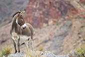MAM 14 KH0334 01
Wild Burro Standing On Rocks In Mojave Desert, Arizona