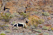MAM 14 KH0335 01
Wild Burro Stallion Trotting In Mojave Desert, Arizona