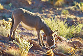 MAM 14 KH0336 01
Wild Burro Eating Near Cholla Cacti In Mojave Desert, Arizona