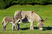 MAM 14 KH0337 01
Contentin Donkey And Colt Grazing In Pasture France