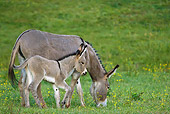 MAM 14 KH0338 01
Contentin Donkey And Foal Grazing In Field Of Buttercups France