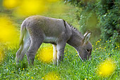 MAM 14 KH0339 01
Contentin Foal Grazing In Field Of Buttercups France