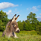 MAM 14 KH0340 01
Contentin Foal Laying In Grass And Buttercups France