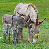 MAM 14 KH0344 01
Contentin Donkey And Newborn Foal Standing In Pasture France