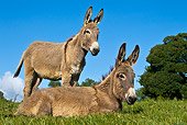 MAM 14 KH0346 01
Two Contentin Donkeys In Pasture France