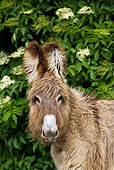 MAM 14 KH0356 01
Portrait Of Young Contentin Donkey In Pasture France