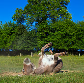 MAM 14 KH0358 01
Contentin Donkey Rolling In Dirt Bath France