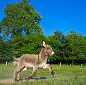 MAM 14 KH0359 01
Contentin Donkey Foal Getting Up After Rolling In Dirt Bath France