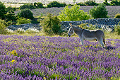 MAM 14 KH0360 01
Donkey Grazing In Field Of Lavender By Mound Of Stones In Provence, France