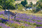 MAM 14 KH0361 01
Donkey Grazing In Field Of Lavender In Provence, France