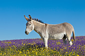 MAM 14 KH0362 01
Donkey Grazing In Field Of Lavender In Provence, France