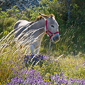 MAM 14 KH0363 01
Donkey With Halter Standing In Field Of Lavender In Provence, France