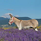 MAM 14 KH0364 01
Donkey With Halter Standing Lavender Field With Mont Ventoux In Background In Provence, France