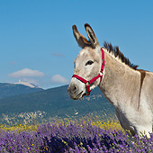 MAM 14 KH0365 01
Donkey With Halter Standing Lavender Field With Mont Ventoux In Background In Provence, France