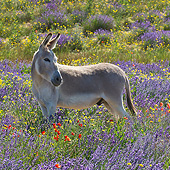 MAM 14 KH0366 01
Donkey Standing In Field Of Lavender And Poppies In Provence, France