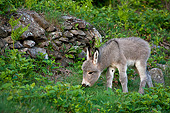 MAM 14 KH0367 01
Sardinian Donkey Foal Standing Among Ferns France