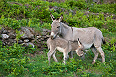 MAM 14 KH0368 01
Donkey And Foal Grazing In Fern Covered Terrace France