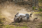 MAM 14 KH0371 01
Sardinian Donkey Rolling In Dust France