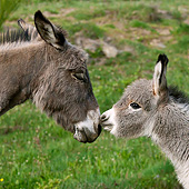 MAM 14 KH0374 01
Portrait Of Sardinian Donkey And Foal Standing Nose To Nose France