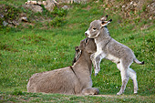 MAM 14 KH0377 01
Sardinian Donkey Foal Playing With Mother On Grass France