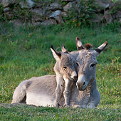 MAM 14 KH0379 01
Sardinian Donkey Foal Standing Over Mother On Grass France