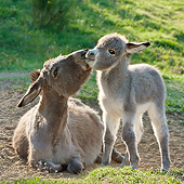MAM 14 KH0385 01
Sardinian Donkey Nuzzling Foal On Dirt France