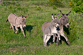MAM 14 KH0389 01
Sardinian Donkeys And Foal Running In Meadow France
