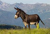 MAM 14 KH0396 01
Gascon Donkey Standing In Summer Pasture In Pyrenees, France
