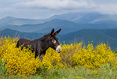 MAM 14 KH0397 01
Gascon Donkey Foal Standing In Summer Pasture In Pyrenees, France