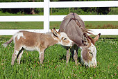 MAM 14 LS0014 01
Miniature Donkey Mother And Foal In Green Pasture