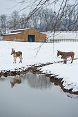 MAM 14 MB0007 01
Donkeys Standing By Pond In Winter Pasture