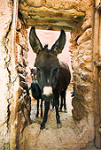 MAM 14 MH0001 01
Close Up Of Donkey In Doorway Morocco