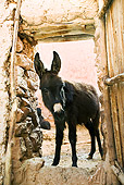 MAM 14 MH0002 01
Close Up Of Donkey In Doorway Morocco