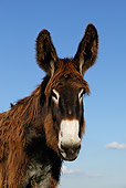MAM 14 KH0001 01
Head Shot Of Poitou Donkey Standing In Pasture