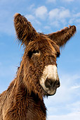MAM 14 KH0002 01
Head Shot Of Poitou Donkey Standing In Pasture