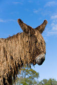 MAM 14 KH0003 01
Head Shot Of Poitou Donkey Standing In Pasture