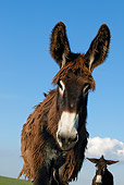 MAM 14 KH0004 01
Head Shot Of Poitou Donkey Standing In Pasture