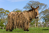MAM 14 KH0005 01
Poitou Donkey Standing In Pasture